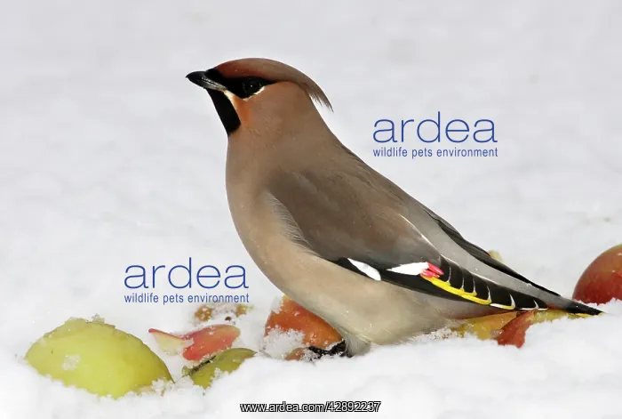 : Waxwing - in snow : Waxwing - in snow