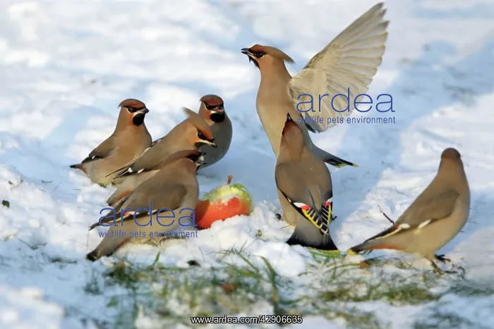  : Waxwings - Feeding on an apple in garden