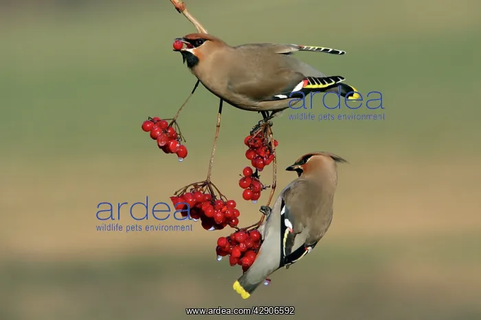 : Waxwings - Feeding on Guelder-rose berries : Waxwings - Feeding on Guelder-rose berries