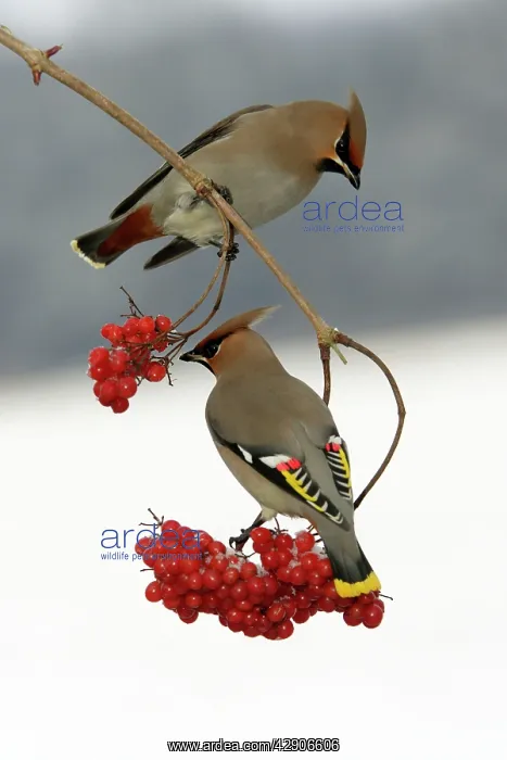  : Waxwings - Feeding on Guelder-rose berries