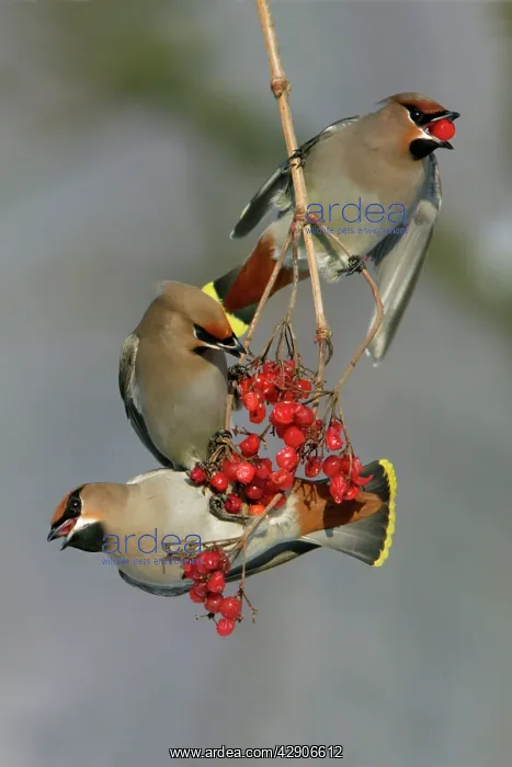 : Waxwings - Feeding on Guelder-rose berries : Waxwings - Feeding on Guelder-rose berries