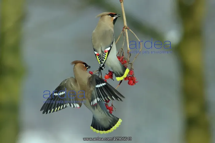 : Waxwings - Feeding on Guelder-rose berries : Waxwings - Feeding on Guelder-rose berries