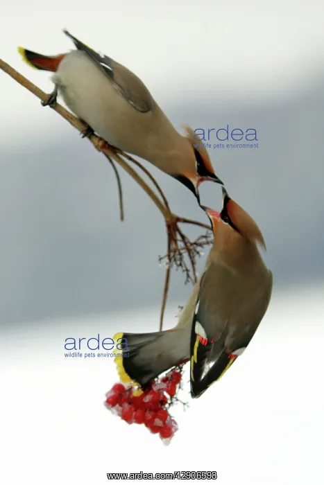 : Waxwings - Fighting over Guelder-rose berries : Waxwings - Fighting over Guelder-rose berries