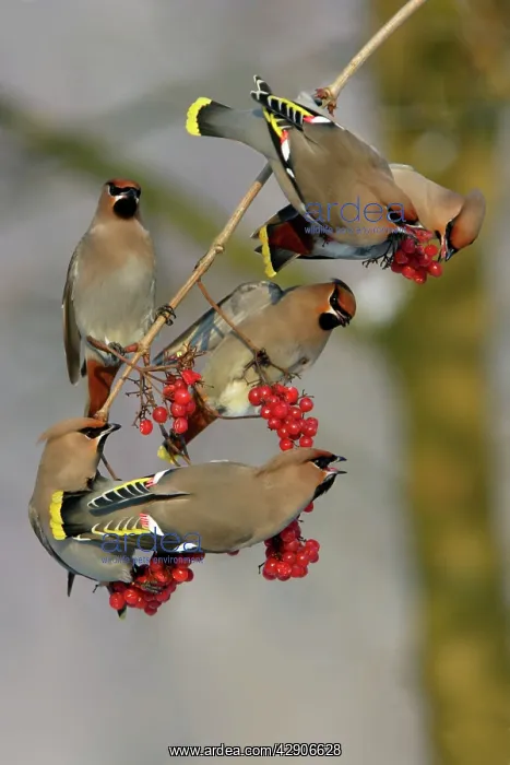 : Waxwings - Flock feeding on Guelder-rose berries : Waxwings - Flock feeding on Guelder-rose berries
