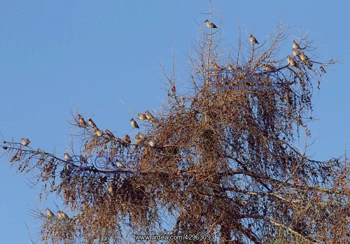 : Waxwings - flock perched in tree top : Waxwings - flock perched in tree top