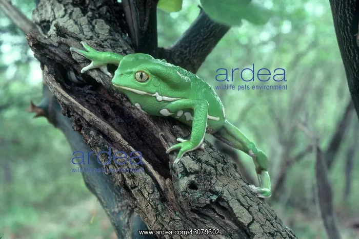 : Waxy Monkey Leaf Frog : Waxy Monkey Leaf Frog