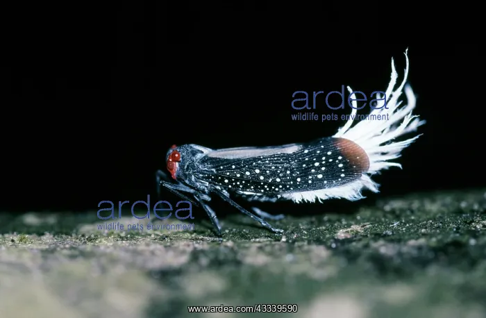 : Waxy-tailed Lantern Bug - Cicada family : Waxy-tailed Lantern Bug - Cicada family