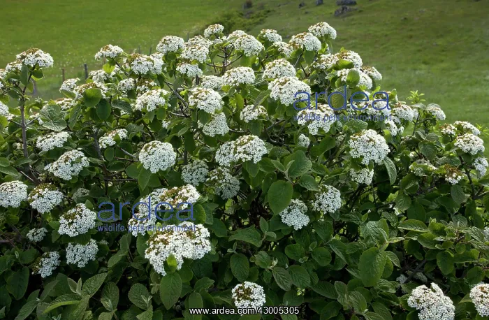 : Wayfaring Tree : Wayfaring Tree