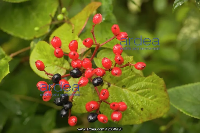 : Wayfaring tree, in fruit : Wayfaring tree, in fruit