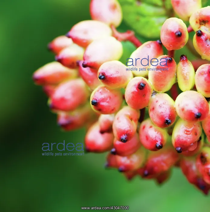 : Wayfaringtree : Wayfaringtree