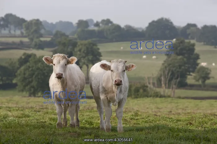 : Two weanlings Charolais calves in the meadow near Charolles : Two weanlings Charolais calves in the meadow near Charolles