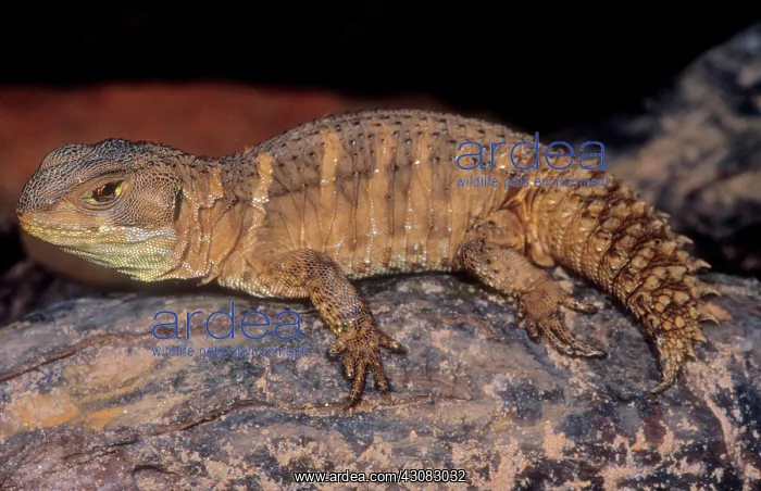 : Weapon-tail Lizard : Weapon-tail Lizard