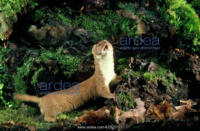 : Weasel (Mustela nivalis)