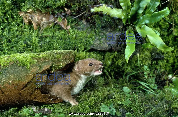  : WEASEL (Mustela nivalis)