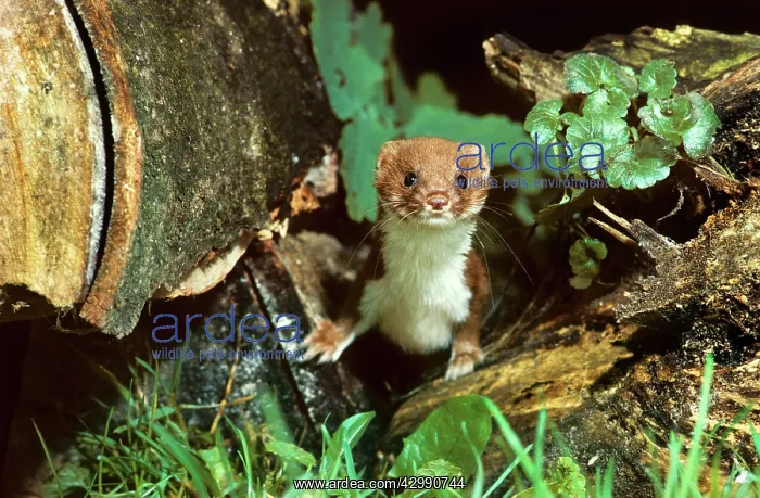  : Least Weasel