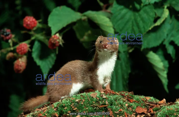  : Least Weasel