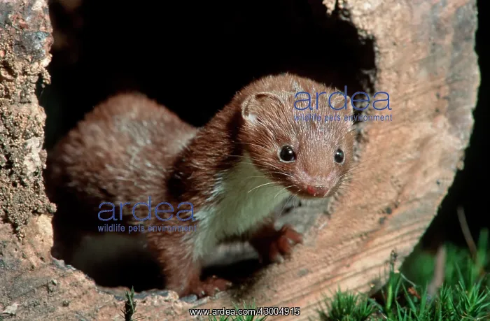 : Least Weasel : Least Weasel