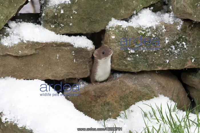 : Weasel in snow : Weasel in snow