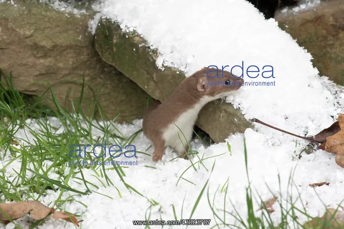 : Weasel in snow : Weasel in snow