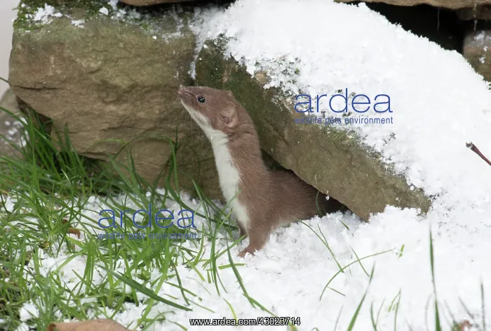 : Weasel in snow : Weasel in snow