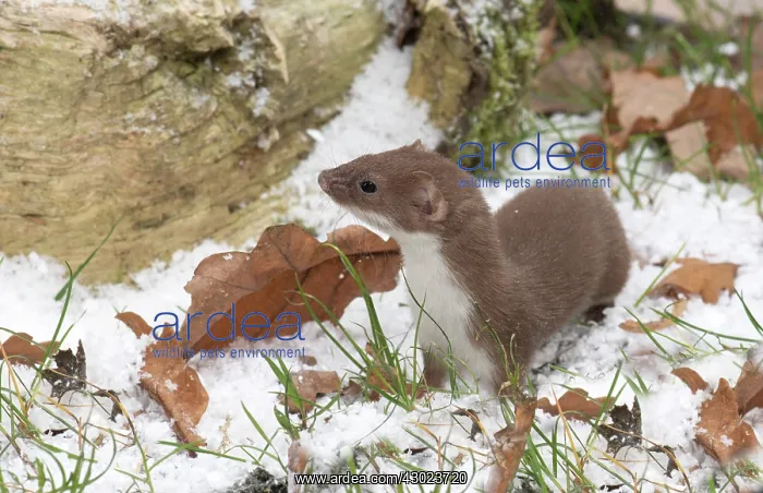 : Weasel in snow : Weasel in snow