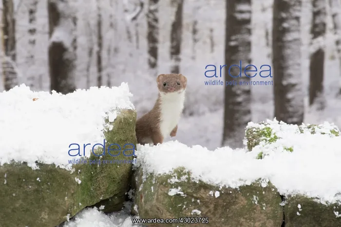 : Weasel in snow : Weasel in snow