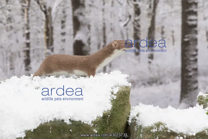 : Weasel in snow : Weasel in snow