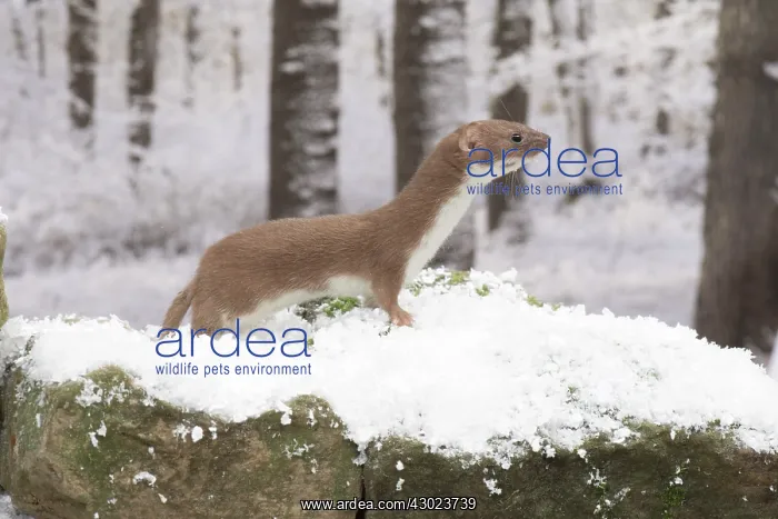 : Weasel in snow : Weasel in snow