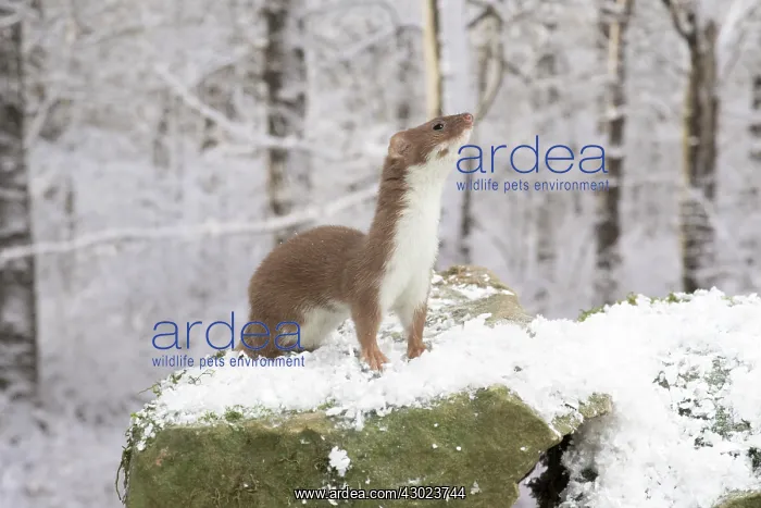 : Weasel in snow : Weasel in snow