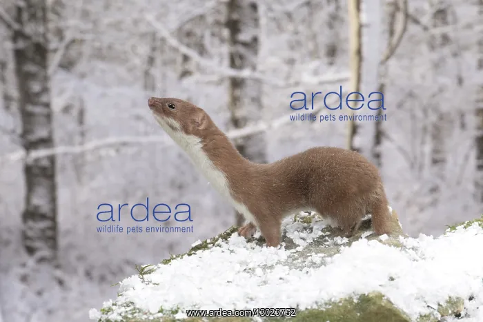 : Weasel in snow : Weasel in snow