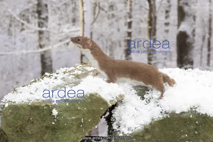 : Weasel in snow : Weasel in snow