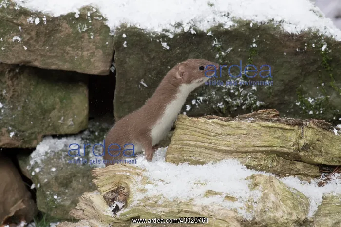 : Weasel in snow : Weasel in snow