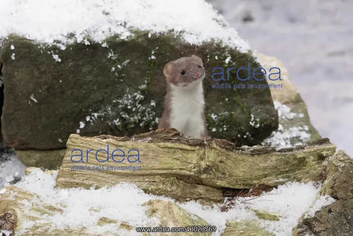 : Weasel in snow : Weasel in snow