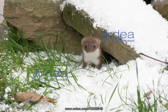 : Weasel in snow : Weasel in snow
