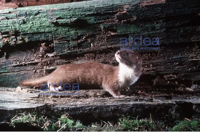 : WEASEL : WEASEL