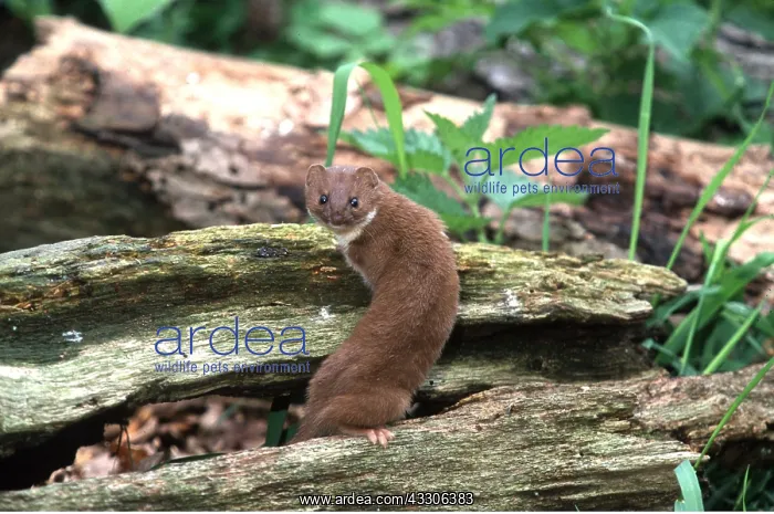 : WEASEL - climbing on wood : WEASEL - climbing on wood