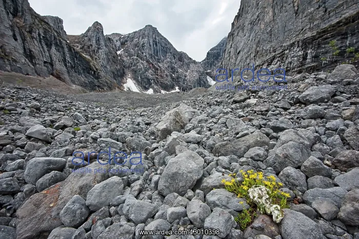 : Weasel dead weasel transforms into flowers in barren : Weasel dead weasel transforms into flowers in barren