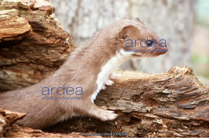 : WEASEL - emerges from hollow log : WEASEL - emerges from hollow log