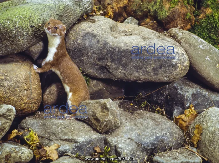  : Weasel - at entrance to burrow in rocks - UK