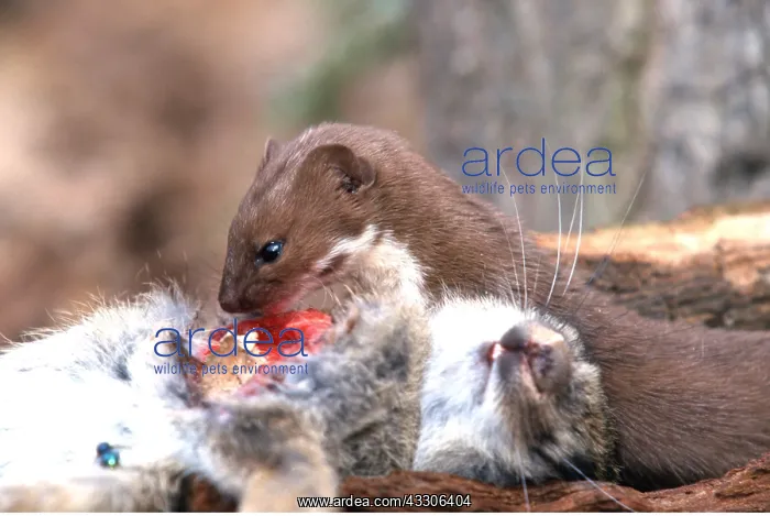 : WEASEL - feeding on rabbit : WEASEL - feeding on rabbit