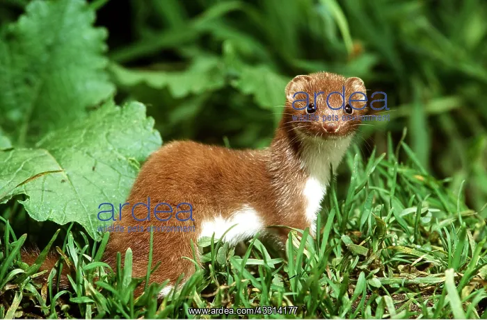 : WEASEL - amongst foliage : WEASEL - amongst foliage