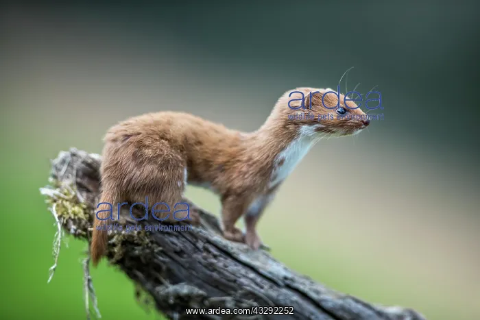  : Weasel - Log - UK