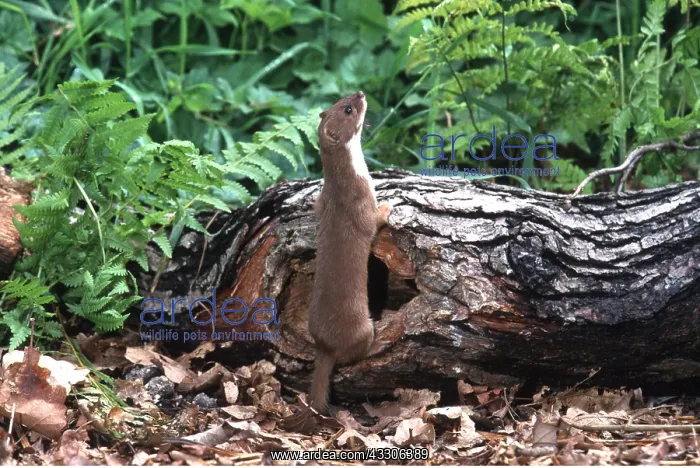 : WEASEL - looking up, on log : WEASEL - looking up, on log
