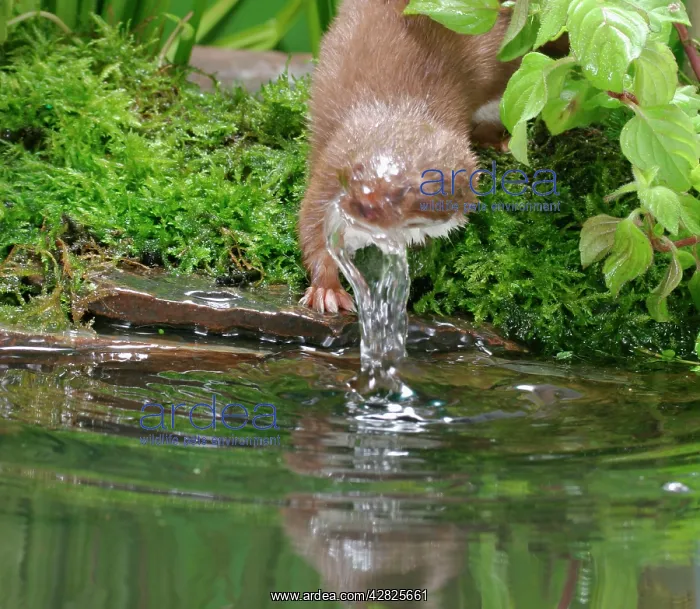 : Weasel - Male bathing : Weasel - Male bathing