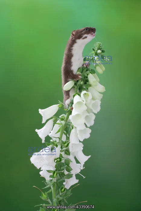 : Weasel - male climbing foxglove : Weasel - male climbing foxglove