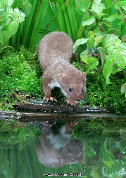 : Weasel - Male about to drink from pool : Weasel - Male about to drink from pool