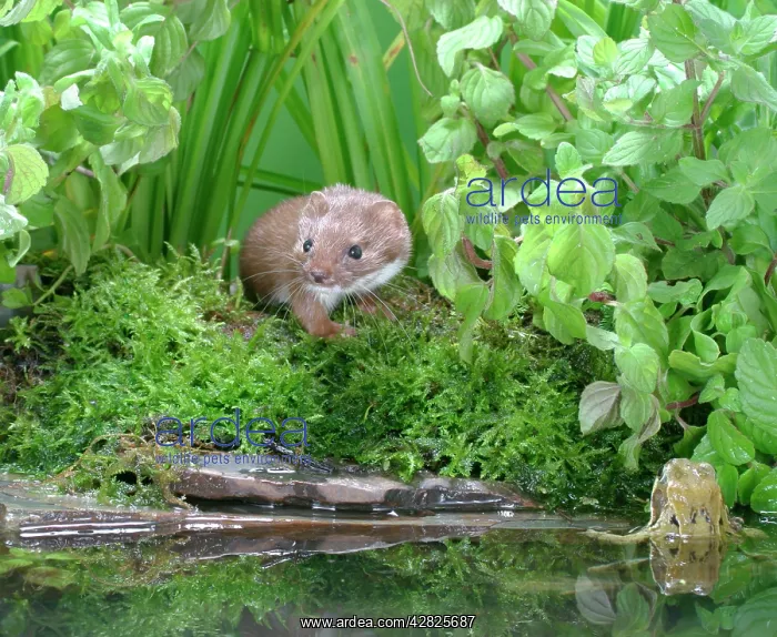 : Weasel - Male with frog in pool : Weasel - Male with frog in pool