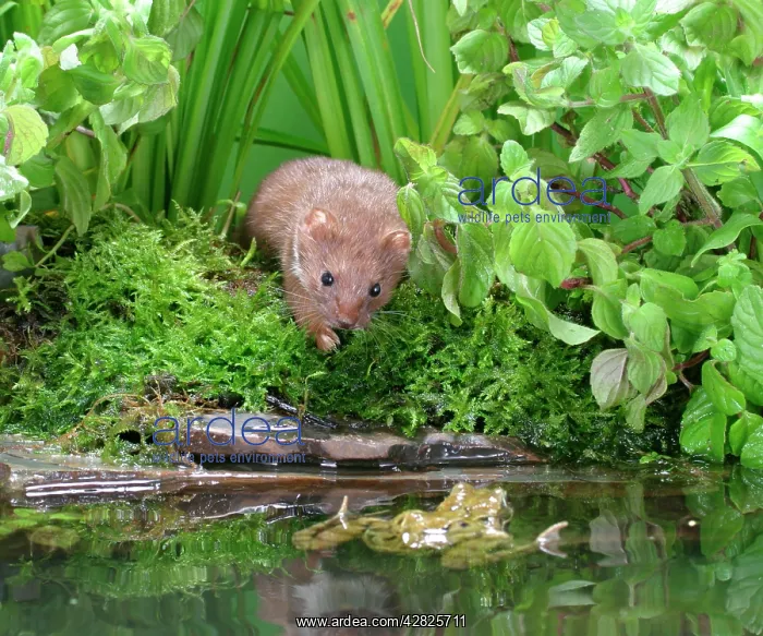 : Weasel - Male with frog in pool : Weasel - Male with frog in pool