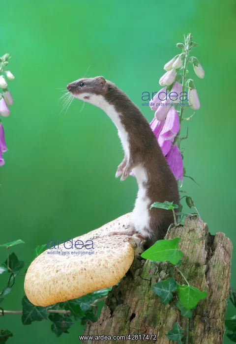 : Weasel - male on fungus : Weasel - male on fungus