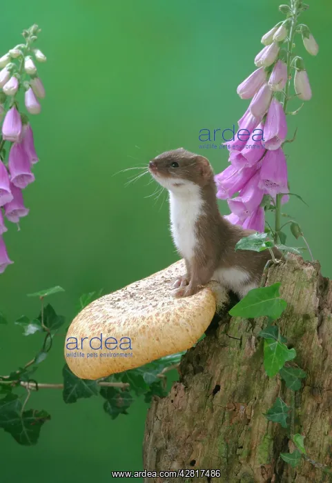 : Weasel - male on fungus : Weasel - male on fungus